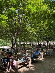 Paris tree canopies